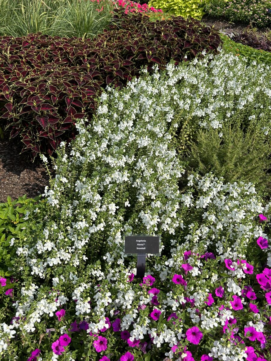 Alonia™ Snowball