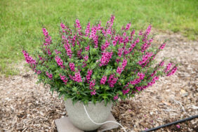 Alonia™ Big Dark Pink