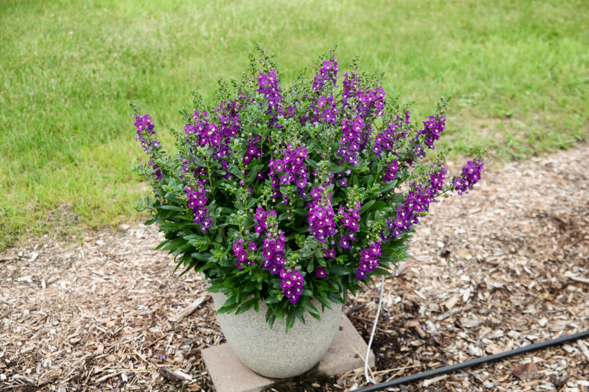 Alonia™ Big Indigo