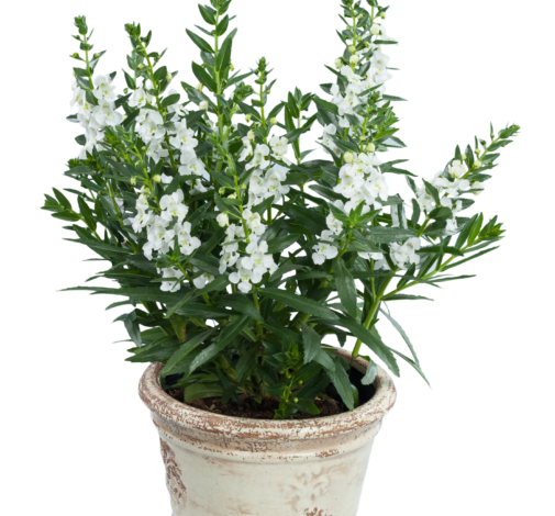 Alonia™ Big Snow