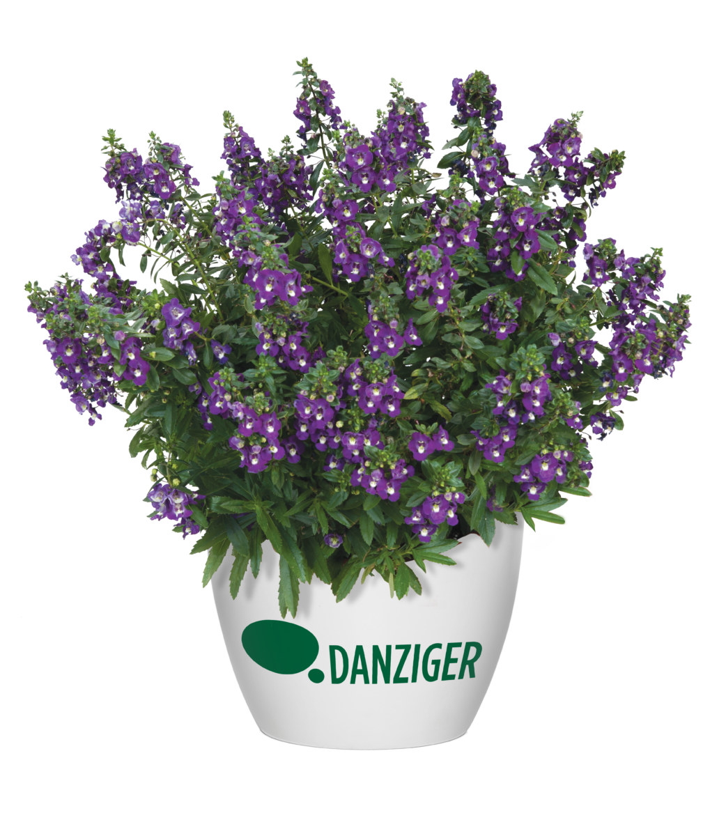 Alonia™ Big Indigo