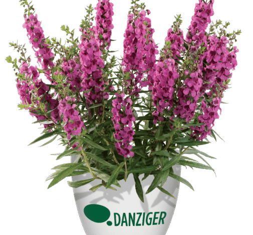 Alonia™ Big Dark Pink