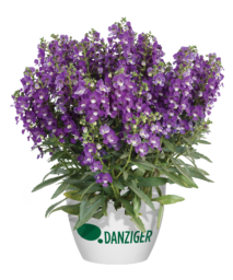 Alonia™ Violet
