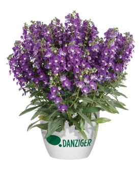 Alonia™ Violet
