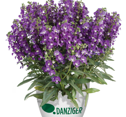 Alonia™ Violet