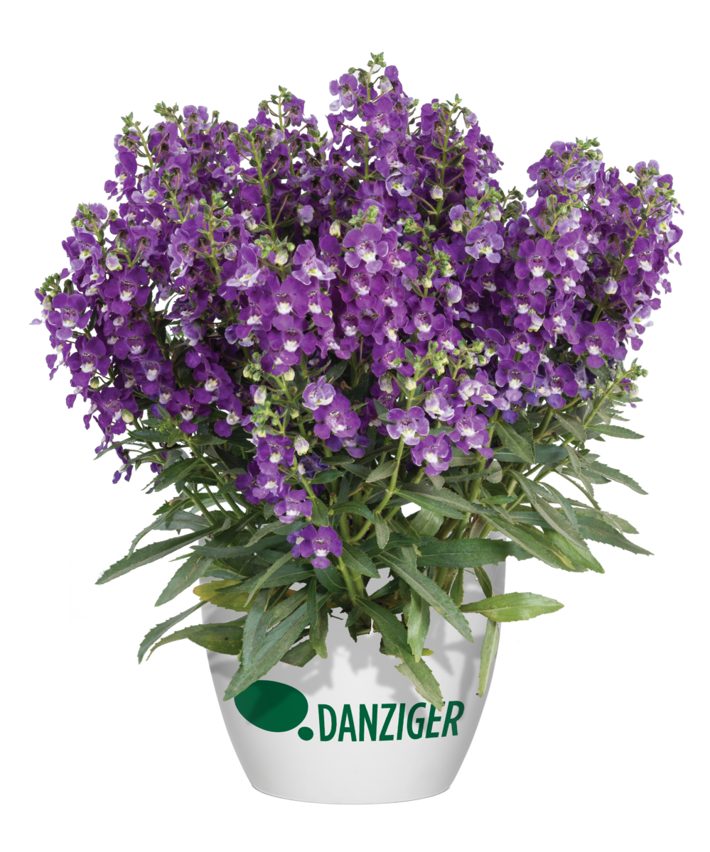 Alonia™ Violet