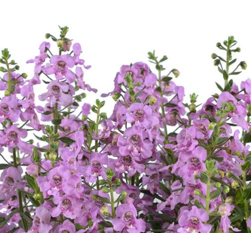 Alonia™ Pink Flirt