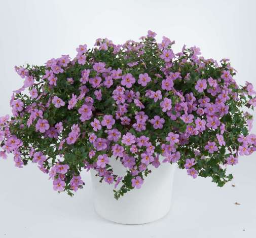Scopia® Gulliver Pink