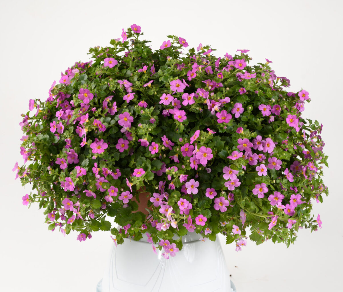 SCOPIA® GULLIVER™ Compact Rosa
