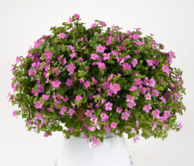 SCOPIA® GULLIVER™ Compact Rosa
