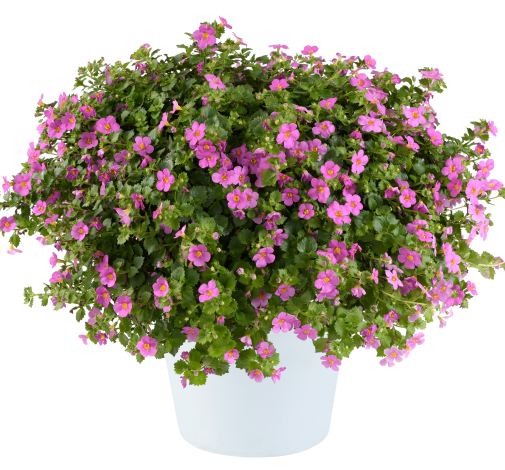 SCOPIA® GULLIVER™  Compact Rosa