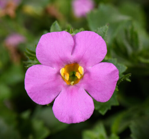 SCOPIA® GULLIVER™ Compact Rosa
