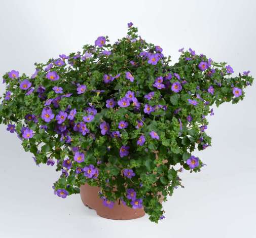 Scopia® Gulliver Compact Purple
