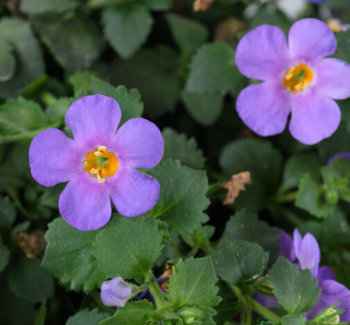 Scopia® Gulliver Compact Purple