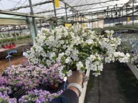 Scopia® Gulliver White Improved