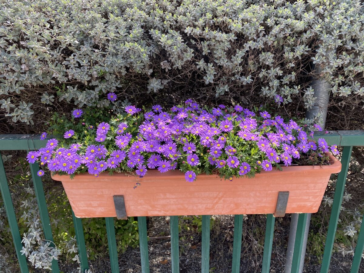 Fresco™ Purple