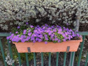 Fresco™ Purple
