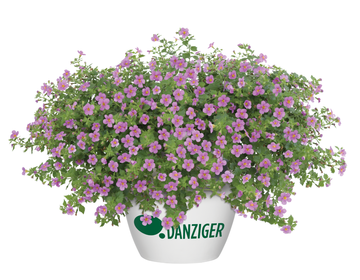 Scopia® Gulliver Pink