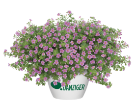 Scopia® Gulliver Pink