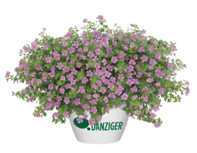 Scopia® Gulliver Pink