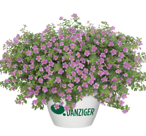 Scopia® Gulliver Pink