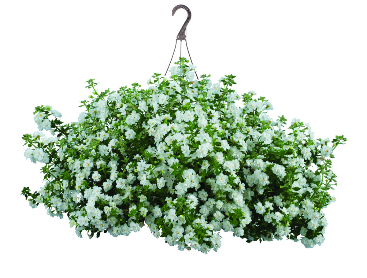 Scopia® Double Snowball