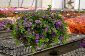 Scopia® Gulliver Blue Sensation