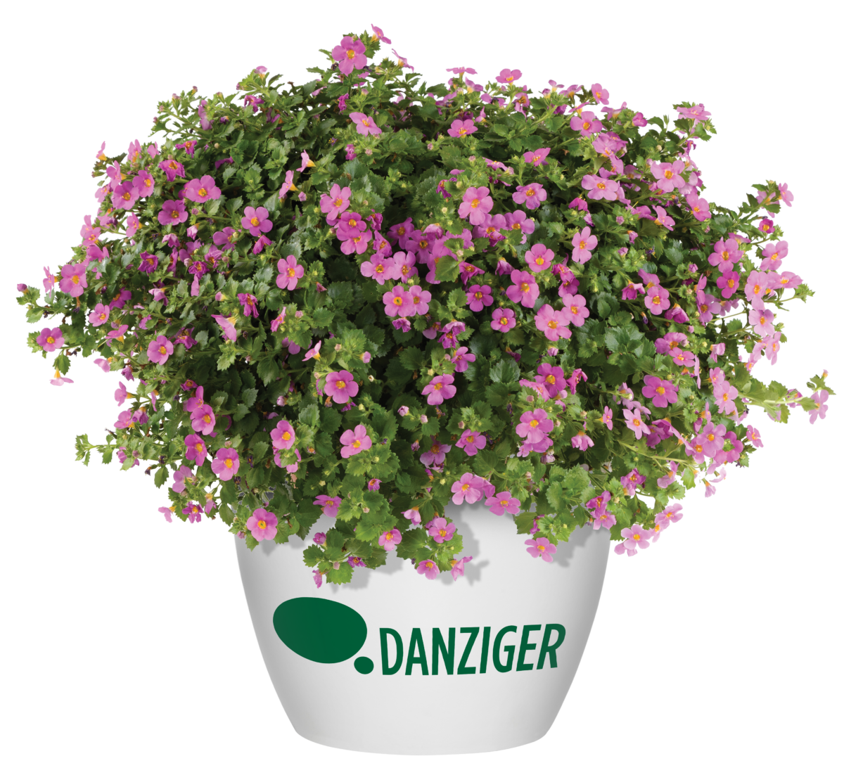SCOPIA® GULLIVER™ Compact Rosa