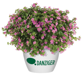 SCOPIA® GULLIVER™ Compact Rosa