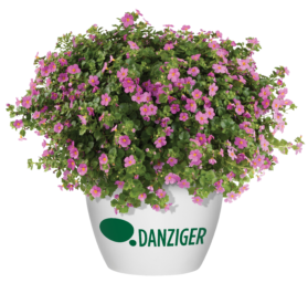 SCOPIA® GULLIVER™ Compact Rosa