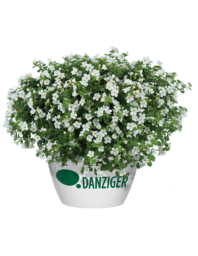Scopia® Gulliver Compact White