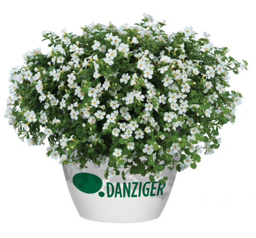 Scopia® Gulliver Compact White