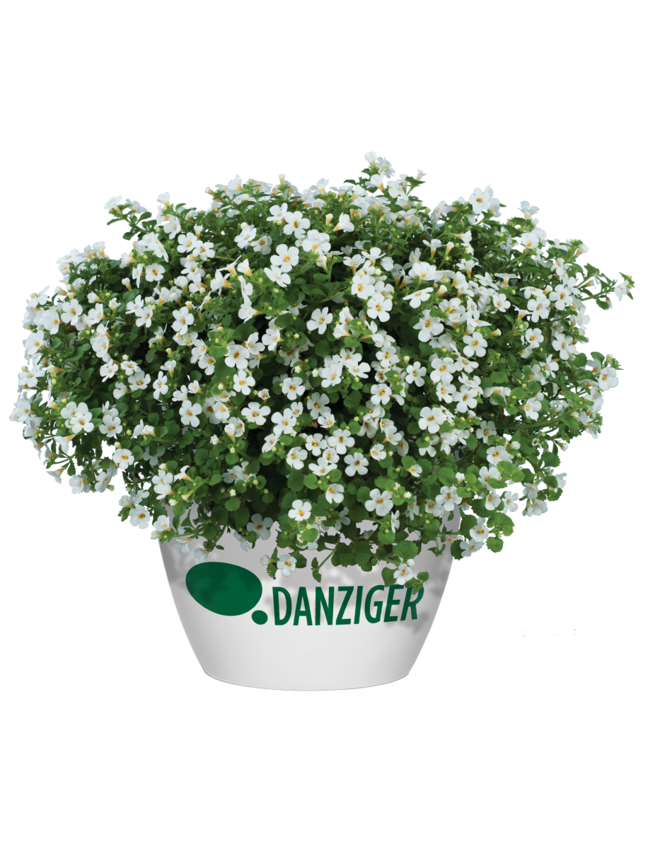 Scopia® Gulliver Compact White