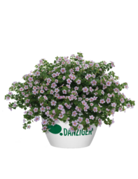 Scopia® Gulliver Pink Heart Improved