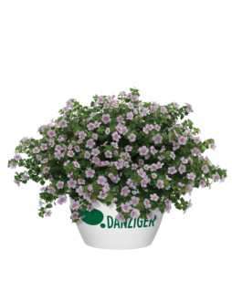 Scopia® Gulliver Pink Heart Improved
