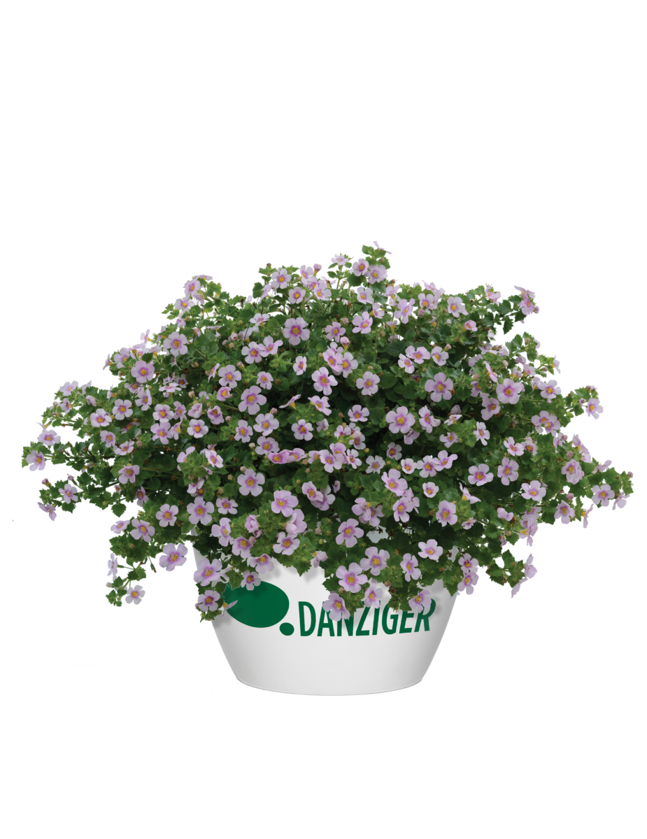 Scopia® Gulliver Pink Heart Improved