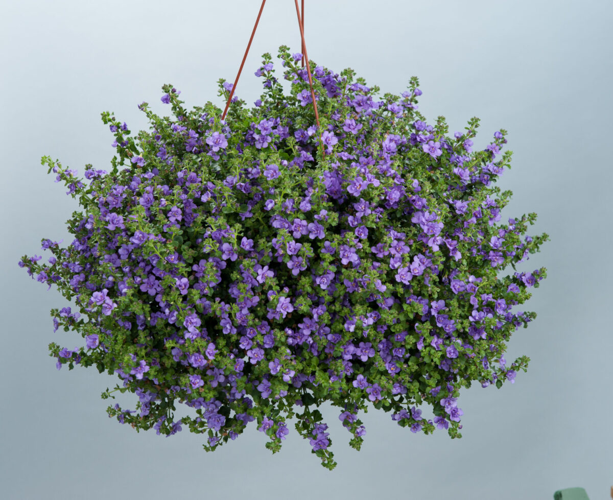 Scopia® Double Indigo