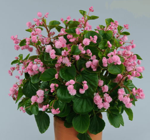 Paso Doble™ Candy Pink