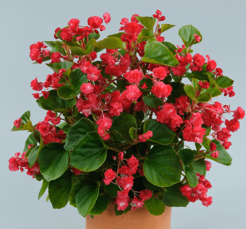 Paso Doble™ Cherry Red