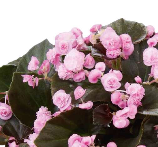 Doublet™ Pink