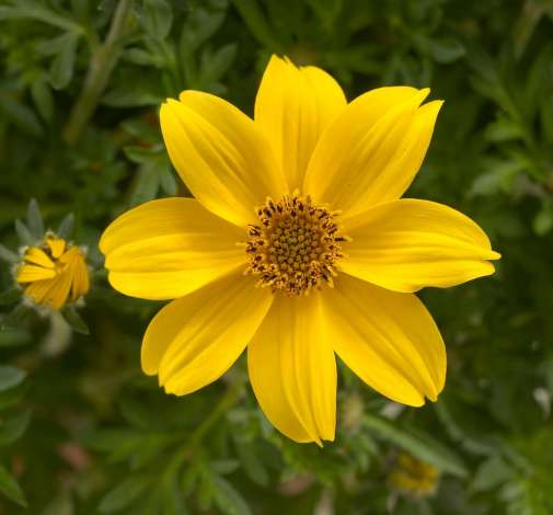 Yellow Charm™