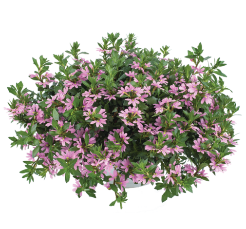 BLESSING™ Pink