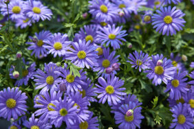 Brasco™ Violet