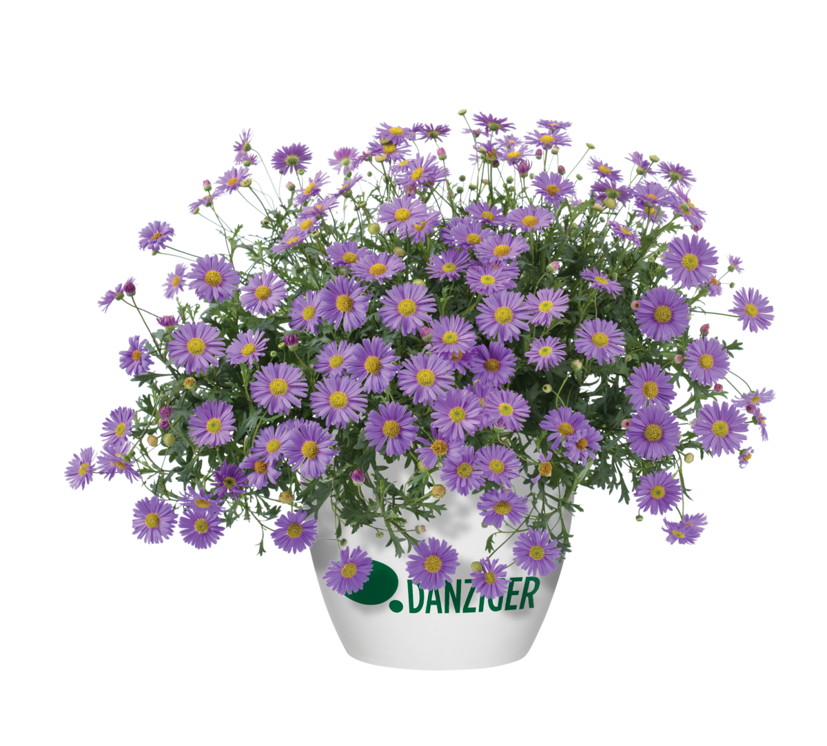Fresco™ Purple