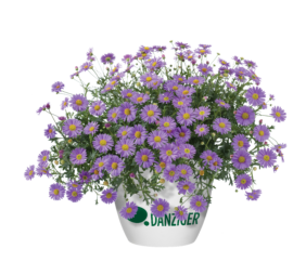 Fresco™ Purple