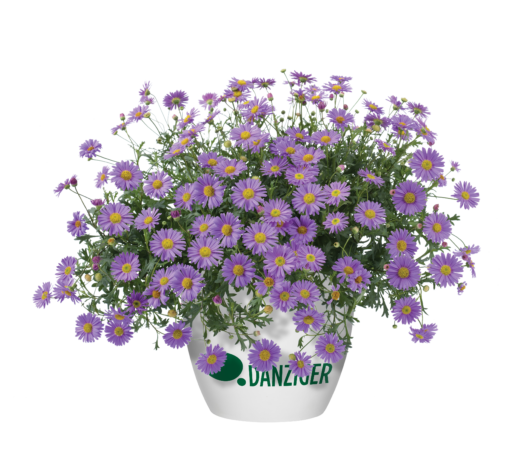 Fresco™ Purple