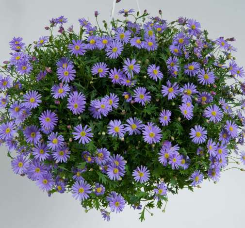 Brasco™ Violet