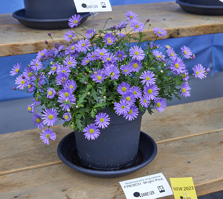 Brasco™ Violet