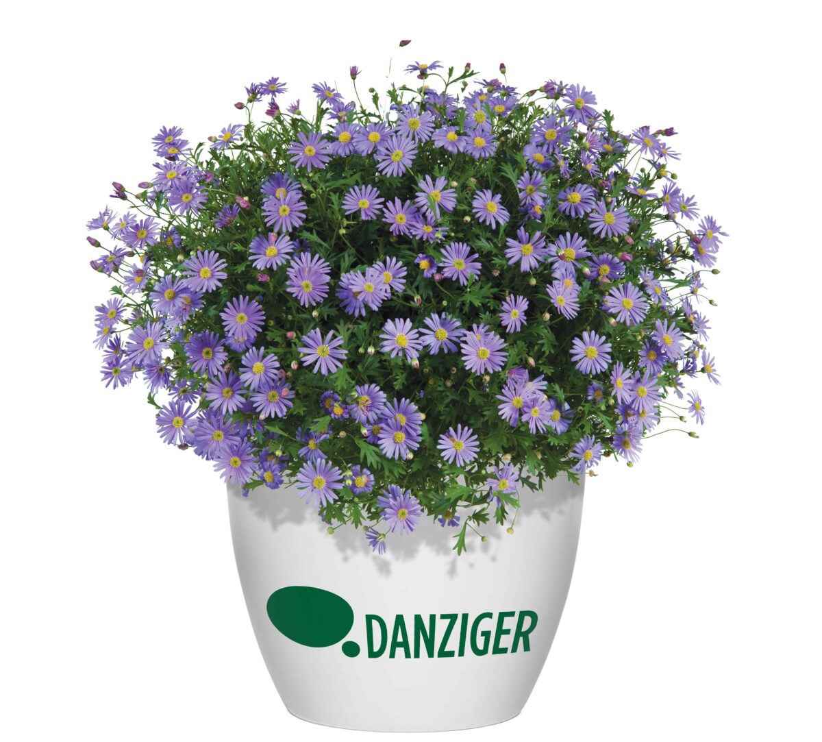 Brasco™ Violet