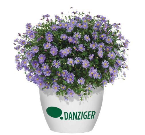 Brasco™ Violet